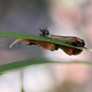 Pterygophorus cinctus at Downer, ACT - 23 Feb 2024