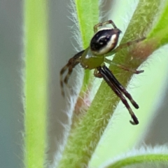 Australomisidia pilula (Lozenge-shaped Flower Spider) at Downer, ACT - 23 Feb 2024 by Hejor1