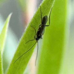 Ichneumonoidea (Superfamily) (A species of parasitic wasp) at Downer, ACT - 23 Feb 2024 by Hejor1