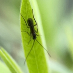 Ichneumonoidea (Superfamily) at Downer, ACT - 23 Feb 2024 03:02 PM