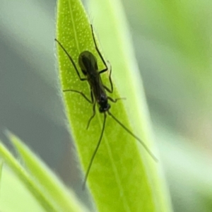 Ichneumonoidea (Superfamily) at Downer, ACT - 23 Feb 2024 03:02 PM