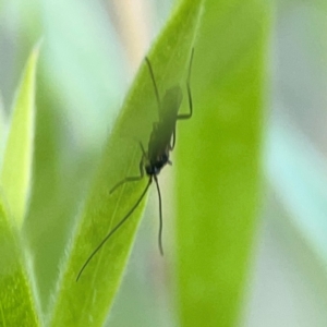 Ichneumonoidea (Superfamily) at Downer, ACT - 23 Feb 2024 03:02 PM