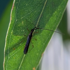 Rayieria sp. (genus) (Mirid plant bug) at Downer, ACT - 23 Feb 2024 by Hejor1
