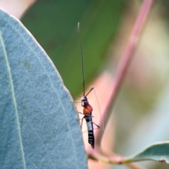 Rayieria basifer (Braconid-mimic plant bug) at Downer, ACT - 23 Feb 2024 by Hejor1