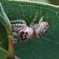 Opisthoncus grassator (Jumping spider) at Downer, ACT - 23 Feb 2024 by Hejor1