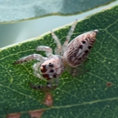 Opisthoncus grassator at Downer, ACT - 23 Feb 2024