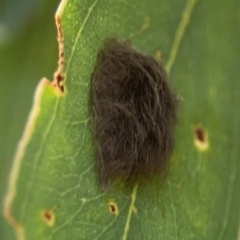 Lepidoptera unclassified IMMATURE (caterpillar or pupa or cocoon) at Downer, ACT - 23 Feb 2024 by Hejor1