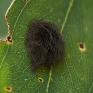 Lepidoptera unclassified IMMATURE moth at Downer, ACT - 23 Feb 2024