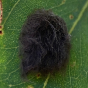 Lepidoptera unclassified IMMATURE moth at Downer, ACT - 23 Feb 2024