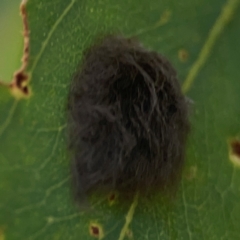 Lepidoptera unclassified IMMATURE moth at Downer, ACT - 23 Feb 2024