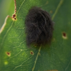 Lepidoptera unclassified IMMATURE moth at Downer, ACT - 23 Feb 2024