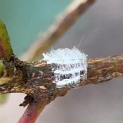 Eurymelinae (subfamily) (Unidentified eurymeline leafhopper) at Downer, ACT - 23 Feb 2024 by Hejor1