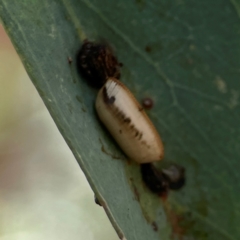 Blattodea (order) at Downer, ACT - 23 Feb 2024 03:07 PM