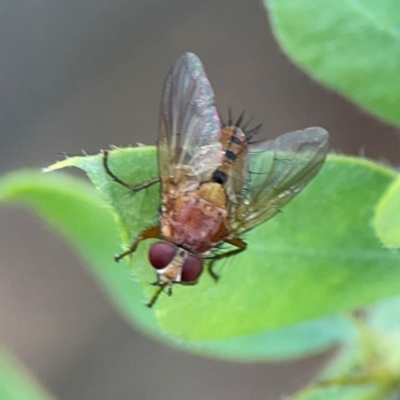 Dichaetomyia sp. (genus) at Downer, ACT - 23 Feb 2024 by Hejor1