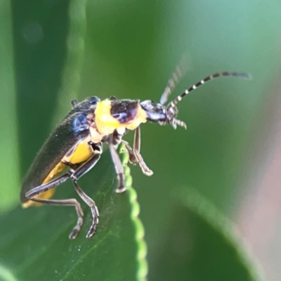Chauliognathus lugubris (Plague Soldier Beetle) at Downer, ACT - 23 Feb 2024 by Hejor1