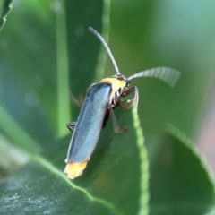 Chauliognathus lugubris at Downer, ACT - 23 Feb 2024