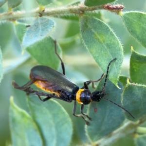 Chauliognathus lugubris at Downer, ACT - 23 Feb 2024