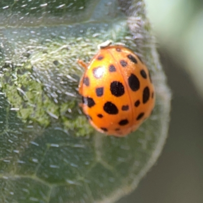 Epilachna sumbana (A Leaf-eating Ladybird) at Downer, ACT - 23 Feb 2024 by Hejor1