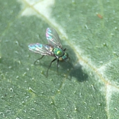 Dolichopodidae (family) (Unidentified Long-legged fly) at Downer, ACT - 23 Feb 2024 by Hejor1