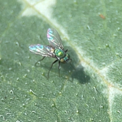 Dolichopodidae (family) (Unidentified Long-legged fly) at Downer, ACT - 23 Feb 2024 by Hejor1
