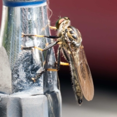 Ommatius coeraebus (a robber fly) at Mogo State Forest - 22 Feb 2024 by DPRees125