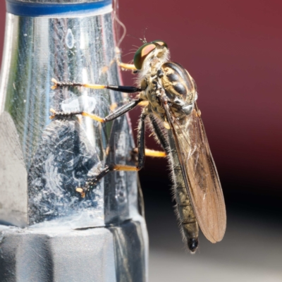 Ommatius coeraebus (a robber fly) at Mogo State Forest - 22 Feb 2024 by DPRees125