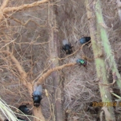 Unidentified True fly (Diptera) at Black Flat at Corrowong - 23 Feb 2024 by BlackFlat