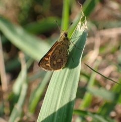 Ocybadistes walkeri (Green Grass-dart) at Murrumbateman, NSW - 23 Feb 2024 by SimoneC