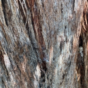 Eucalyptus macrorhyncha subsp. macrorhyncha at Bruce Ridge to Gossan Hill - 23 Feb 2024 03:40 PM