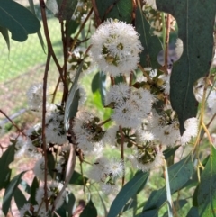 Eucalyptus macrorhyncha subsp. macrorhyncha at Bruce Ridge to Gossan Hill - 23 Feb 2024 03:40 PM