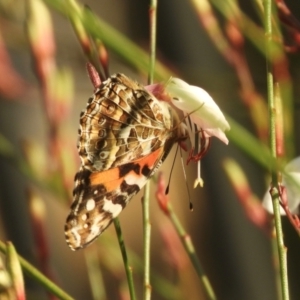 Vanessa kershawi at Murrumbateman, NSW - 23 Feb 2024 07:51 PM