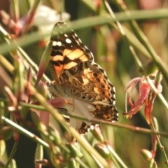 Vanessa kershawi at Murrumbateman, NSW - 23 Feb 2024 07:51 PM