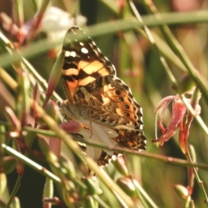 Vanessa kershawi at Murrumbateman, NSW - 23 Feb 2024 07:51 PM