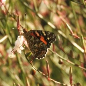 Vanessa kershawi at Murrumbateman, NSW - 23 Feb 2024 07:51 PM