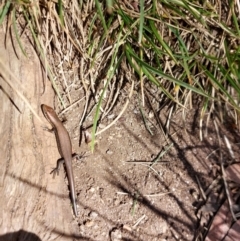 Unidentified Skink at Nelse, VIC - 13 Feb 2024 by RobCook