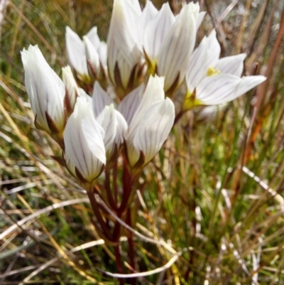 Gentianella muelleriana (Mueller's Snow-gentian) at Alpine National Park - 13 Feb 2024 by RobCook