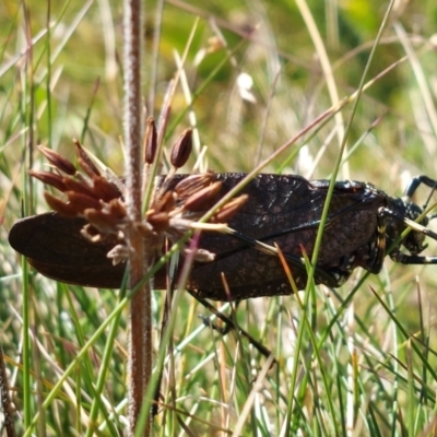 Acripeza reticulata (Mountain Katydid) at Alpine National Park - 13 Feb 2024 by RobCook