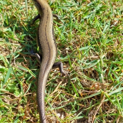 Unidentified Skink at Nelse, VIC - 12 Feb 2024 by RobCook