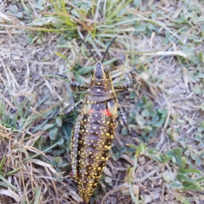 Monistria concinna (Southern Pyrgomorph) at Alpine National Park - 12 Feb 2024 by RobCook