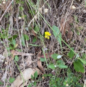 Goodenia hederacea subsp. hederacea at Red Hill Nature Reserve - 15 Jan 2024 03:22 PM