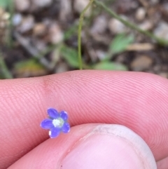 Wahlenbergia multicaulis (Tadgell's Bluebell) at Red Hill Nature Reserve - 15 Jan 2024 by Tapirlord