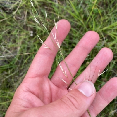Austrostipa bigeniculata (Kneed Speargrass) at Red Hill Nature Reserve - 15 Jan 2024 by Tapirlord