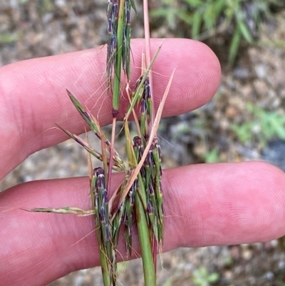 Cymbopogon refractus (Barbed-wire Grass) at Red Hill Nature Reserve - 15 Jan 2024 by Tapirlord