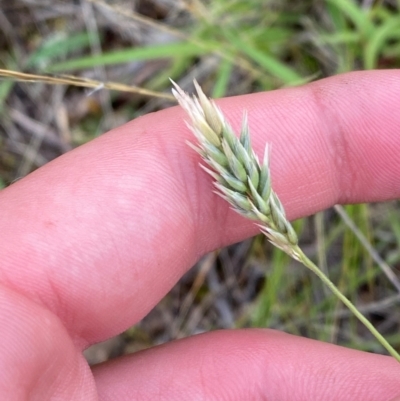 Enneapogon nigricans (Nine-awn Grass, Bottlewashers) at Garran, ACT - 15 Jan 2024 by Tapirlord