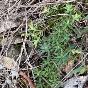 Styphelia humifusum at Garran, ACT - 15 Jan 2024 03:31 PM