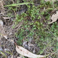 Styphelia humifusum at Garran, ACT - 15 Jan 2024 03:31 PM