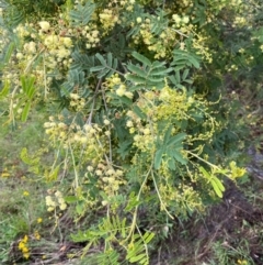 Acacia parramattensis (Parramatta Green Wattle) at Garran, ACT - 15 Jan 2024 by Tapirlord