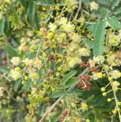 Acacia parramattensis at Red Hill Nature Reserve - 15 Jan 2024 03:28 PM