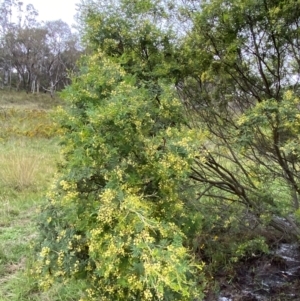 Acacia parramattensis at Red Hill Nature Reserve - 15 Jan 2024 03:28 PM