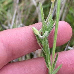 Epilobium hirtigerum at Red Hill Nature Reserve - 15 Jan 2024